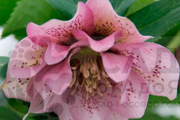 Helleborus Ballerina Ruffles