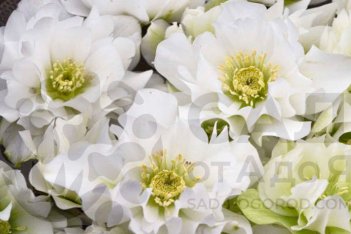 Морозник Уэддинг Беллз Helleborus Wedding Bells