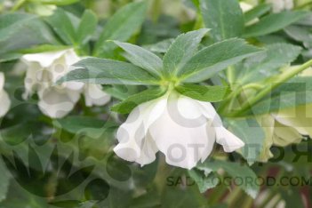 Морозник Уэддинг Беллз Helleborus Wedding Bells