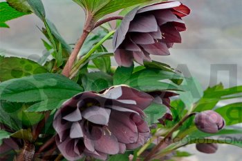 Новые сорта морозников для предзаказа на весну 2026