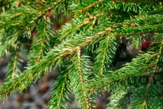 Ель обыкновенная Форманек Picea abies ‘ Formanek
