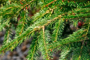 Picea abies ‘Formanek