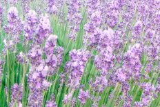 Лаванда узколистная Манстед Вуд Lavandula angustifolia Munstead