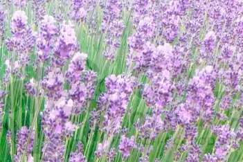 Лаванда узколистная Манстед Вуд Lavandula angustifolia Munstead
