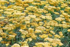 Тысячелистник Голдстар Achillea millefolium Goldstar