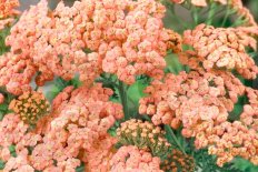 Тысячелистник Априкот Бьюти Achillea millefolium Apricot Beauty