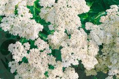 Тысячелистник Шнееталер Achillea millefolium Schneetaler