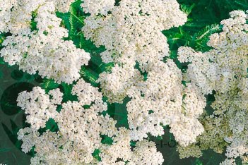 Тысячелистник Шнееталер Achillea millefolium Schneetaler