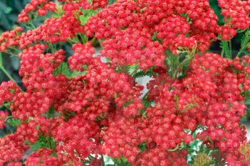 Achillea millefolium Cherry Red