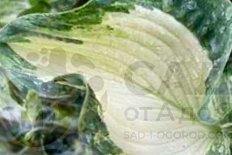 Хоста Фрог ин май Трот Hosta Frog in my Throat