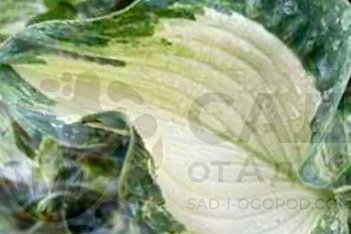 Хоста Фрог ин май Трот Hosta Frog in my Throat