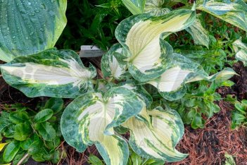 Хоста Фрог ин май Трот Hosta Frog in my Throat