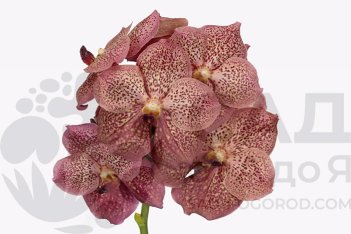 Ванда Сунанда Леопард Коралл Vanda Sunanda Leopard Coral