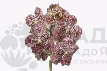 Ванда Сунанда Оцелот Сиенна Vanda Sunanda Ocelot Sienna