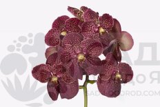 Ванда Сунанда Чоколэйт Ред Vanda Sunanda Chocolate Red