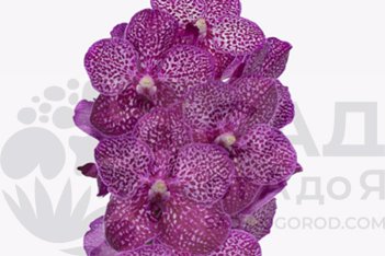 Ванда Сунанда Руби Пинк Vanda Sunanda Ruby Pink