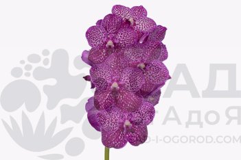 Ванда Сунанда Руби Пинк Vanda Sunanda Ruby Pink