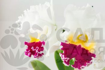 Орхидея каттлея для начинающих