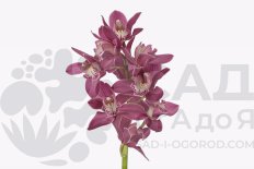 Цимбидиум мини Мон Сериз Cymbidium mini Mon Cerise