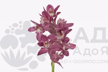 Цимбидиум мини Мон Сериз Cymbidium mini Mon Cerise