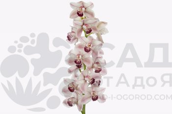 Цимбидиум Алоха Вайбс Cymbidium large flowered Aloha Vibes