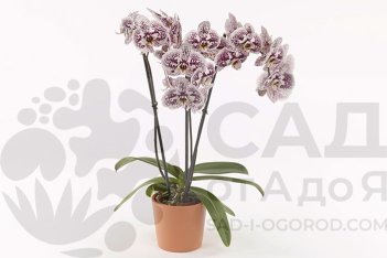 Фаленопсис Энтура Блэйнс Phalaenopsis Anthura Blanes