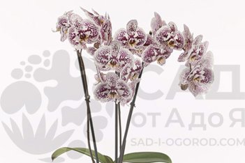 Фаленопсис Энтура Блэйнс Phalaenopsis Anthura Blanes