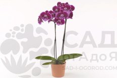 Фаленопсис Марта Лембонган Phalaenopsis Manta Lembongan
