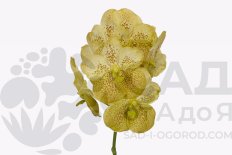 Ванда Сунанда Цитронелла Vanda Sunanda Citronella