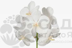 Ванда Тэйни Опал Вайт Vanda Tayanee Opal White