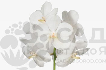 Ванда Тэйни Опал Вайт Vanda Tayanee Opal White