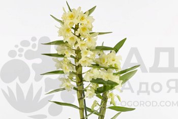 Как выращивать орхидеи дендробиумы и ухаживать за ними.