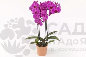 Фаленопсис Антура Лусака Phalaenopsis Anthura Lusaka