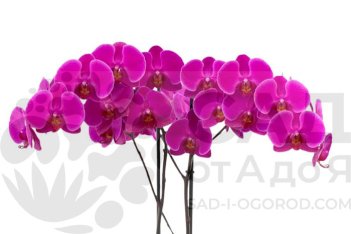 Фаленопсис Антура Лусака Phalaenopsis Anthura Lusaka
