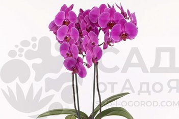 Фаленопсис Антура Лусака Phalaenopsis Anthura Lusaka
