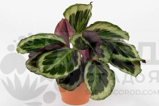 Calathea roseopicta Shinestar