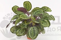 Калатея розеопикта Мисти Calathea roseopicta Mysty