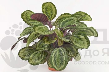 Калатея розеопикта Мисти Calathea roseopicta Mysty