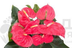 Anthurium Andreanum California