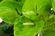 Антуриум Фидучиа Anthurium Fiducia