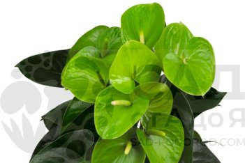 Антуриум Фидучиа Anthurium Fiducia