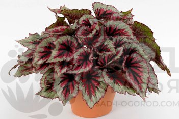 Begonia foliage (Rex Grp) Beleaf Evening Glow