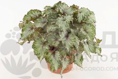 Begonia foliage (Rex Grp) Beleaf Asian Tundra