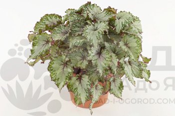 Begonia foliage (Rex Grp) Beleaf Asian Tundra
