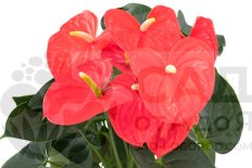 Антуриум Андрэ Атлас Anthurium Andreanum Atlas
