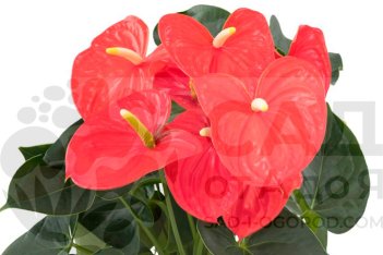 Антуриум Андрэ Атлас Anthurium Andreanum Atlas