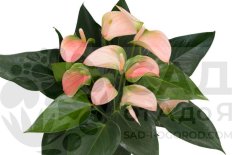 Anthurium Andreanum Joli Peach
