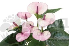Антуриум адреанум Лагуна Anthurium Andreanum Laguna