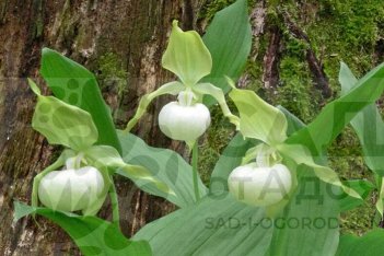 Венерин бащмачок Cypripedium Queen of the Mist