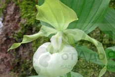 Венерин башмачок Фроша Мазэ Ирт Cypripedium Frosch's Mother Earth